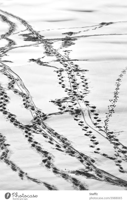 Tracks in the snow Traces of snow tracks in the snow Tracking footprints forensics deep snow winter interpretation puzzling disheveling across Muddled