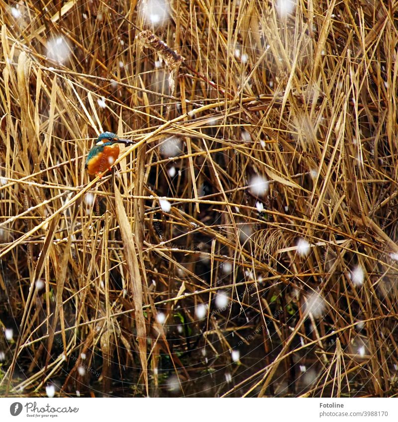 Now it's getting hard, thinks the little kingfisher in the snow flurry, sitting on a reed stalk and looking out for prey. Kingfisher Bird Animal Exterior shot