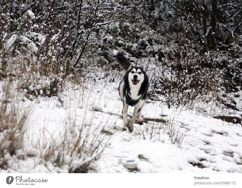 Husky lady Alice enjoys her free run in the snow Dog Animal Winter Snow Cold White Exterior shot Nature Pet Frost Ice Landscape Colour photo Day Sled dog Mammal