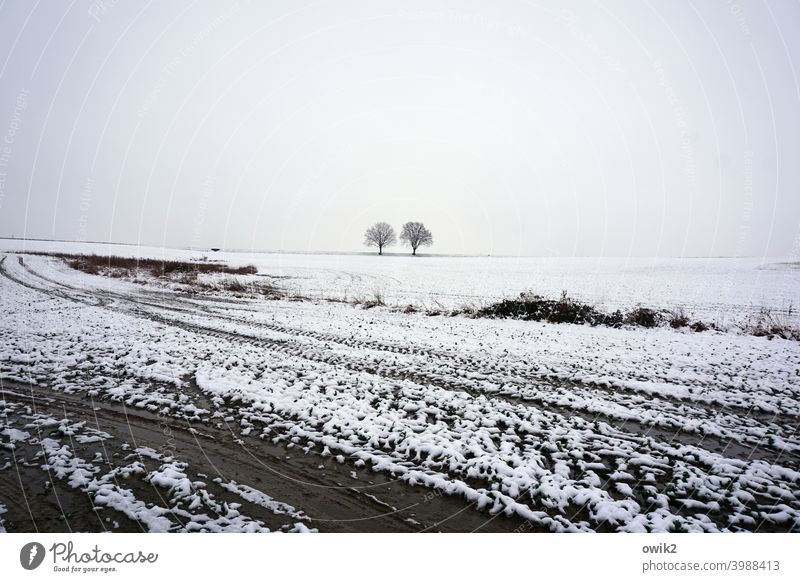 cold plaice White Sparse Beautiful weather Winter mood Snowscape Environment Nature Far-off places Tree Cold Landscape Horizon trees acre wide Deserted chill