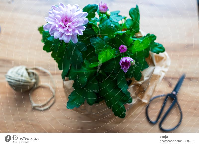 A flower pot with scissors and string on a wooden table Flowerpot Pink Blossom Claw Box up Leaf Decoration Plant Colour photo Spring Wooden table plan