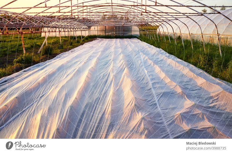 Floating row cover is the organic farm at sunset. natural plastic floating row cover rural mulch garden plant greenhouse plasticulture horticulture agriculture