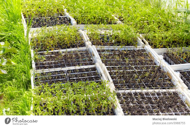 Seedlings in boxes at organic vegetable farm. seedling nature growth plant farming agriculture garden gardening green natural healthy nobody rural industry food