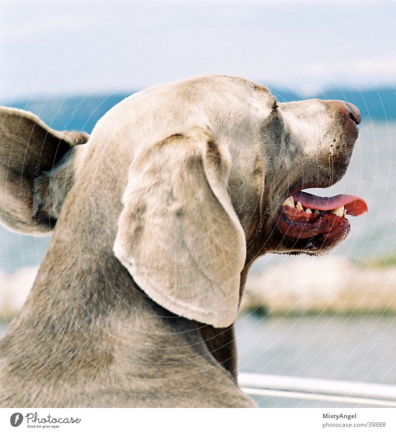 in the wind Beach Dog Weimaraner Wind color Ear Close-up