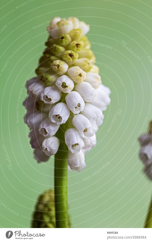White grape hyacinth against green background Muscari Blossom Spring flower Green Plant Blossoming Flower Hyacinthus Spring fever romantic Spring colours