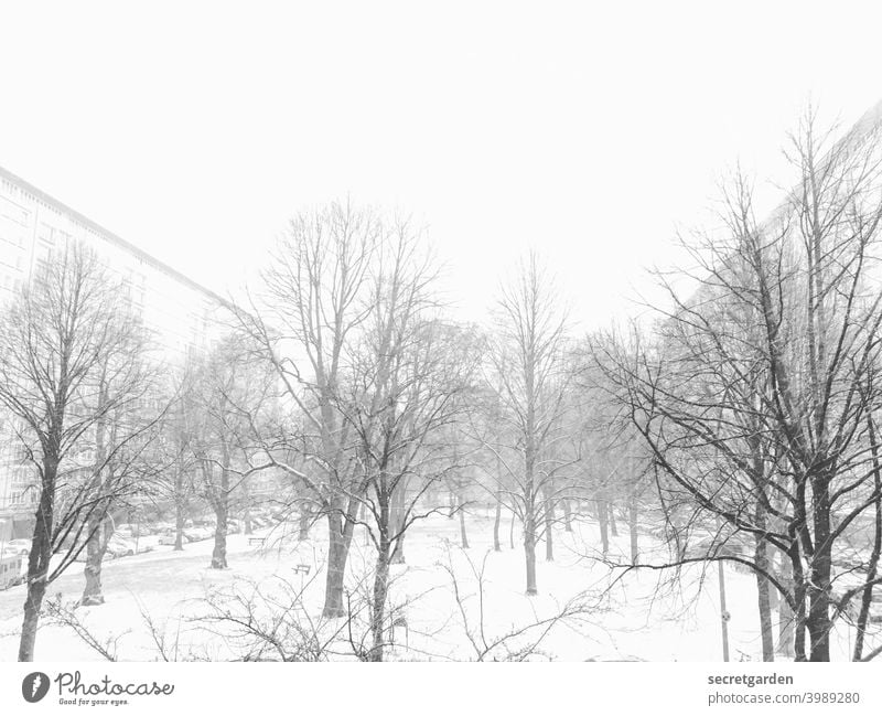 Winter wonderland! Snow Snowscape Snowfall Exterior shot Cold Frost Ice Nature Tree Landscape Deserted White Day Environment Weather Winter mood Snow layer