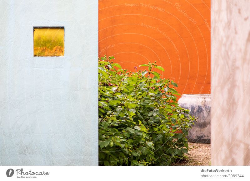 Blick in einen mediterranen Innenhof Garten Architektur Farben Natur Pflanze Wand orange grün Colour photo natürlich Leben Sommer natur sommer Detail
