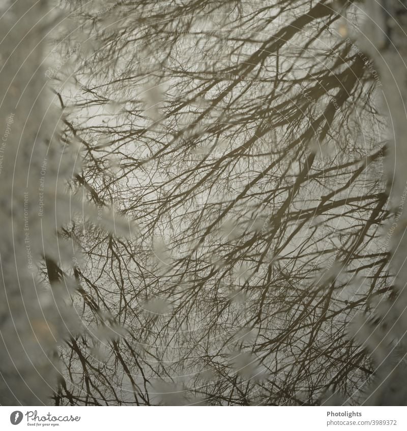 Branches reflected in puddle standstill Rest Plant Bushes Water reflection water surface smooth water surface Branched ramified twigs branches Tree