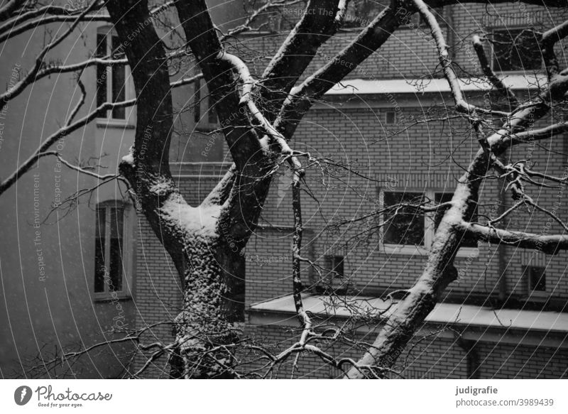 Winter in the backyard Snow trees Garden bicycles dwell Town Apartment Building apartment building Facade Window clinker facade Roof