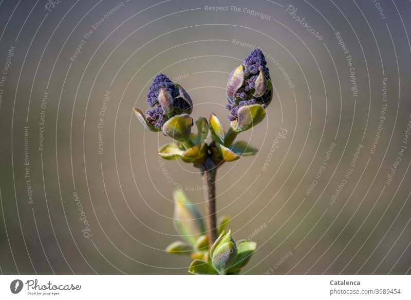 Lilac buds in spring Nature flora Plant lilac Blossom Spring Day daylight Anticipation wax Flourish Garden come into bloom Green purple