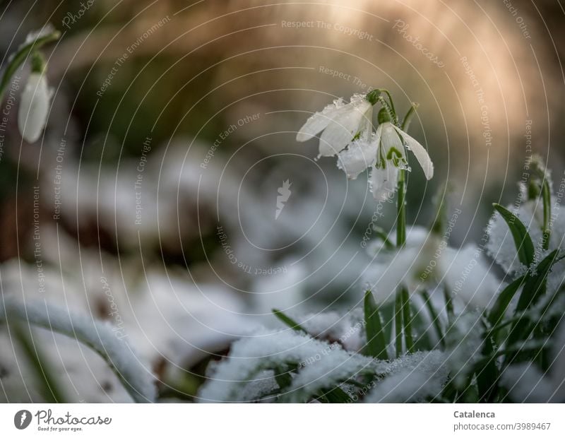 Snowdrops in the snow in the evening Garden daylight Day Sky Anticipation Season Spring Leaf Blossom Flower Plant flora chill onset of winter Winter