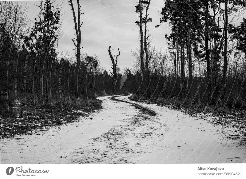 Black and white road in the woods black and white photo trees forest old forest forest in Latvia winter snowy road