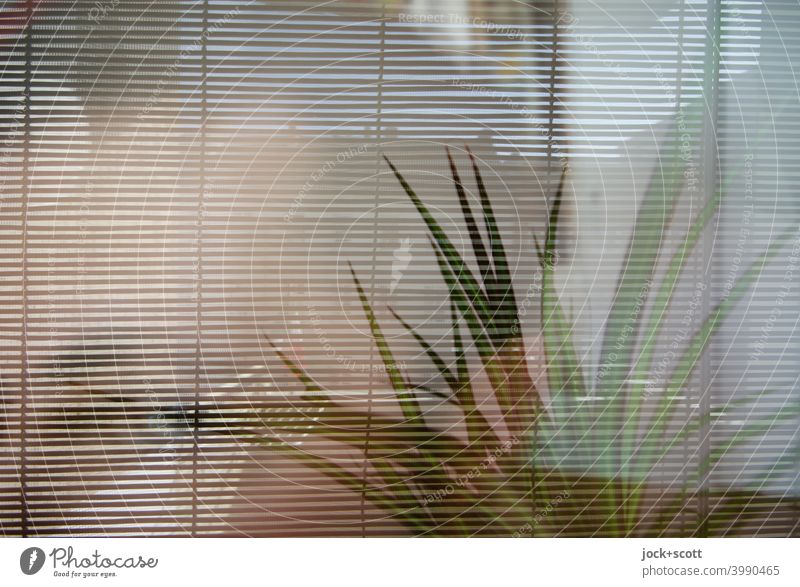 Window blind and houseplant bamboo roller blind Spider plant Window pane Double exposure Screening Decoration Silhouette daylight Lifestyle Houseplant