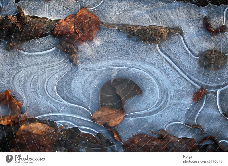 Ice structures with withered leaves on a puddle Frost chill Winter Puddle Leaf Limp Shriveled Pattern Ice sheet Cold Frozen Nature Deserted Exterior shot