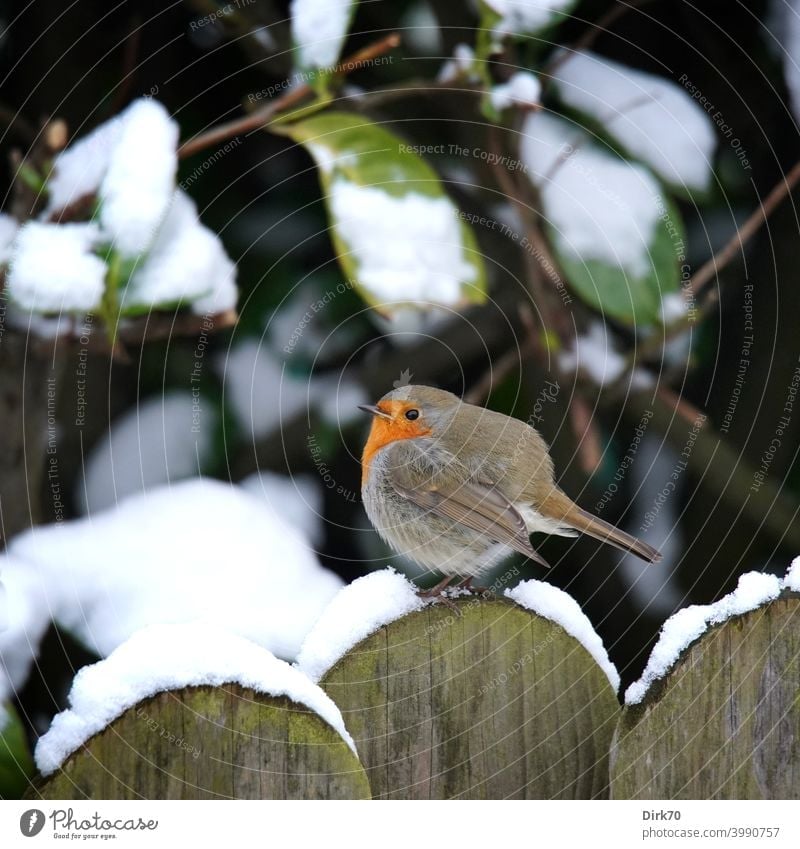 Robin on the garden fence in the snow Bird songbird Robin redbreast puffed up Cold chill Snow Fence Garden fence snow-covered Winter winter Frost Freeze Round