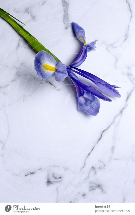 Blue lilies flower background with copy space blue purple gremanic iris flowers floral lily beautiful nature spring blossom plant beauty bloom blooming bouquet