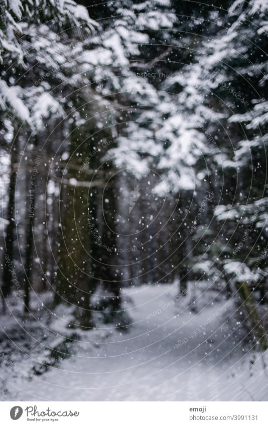 Snowflakes in the forest in winter Winter Gray Gloomy White Cold chill somber Forest Tree snowflakes bokeh Snowfall blurred blurriness focus