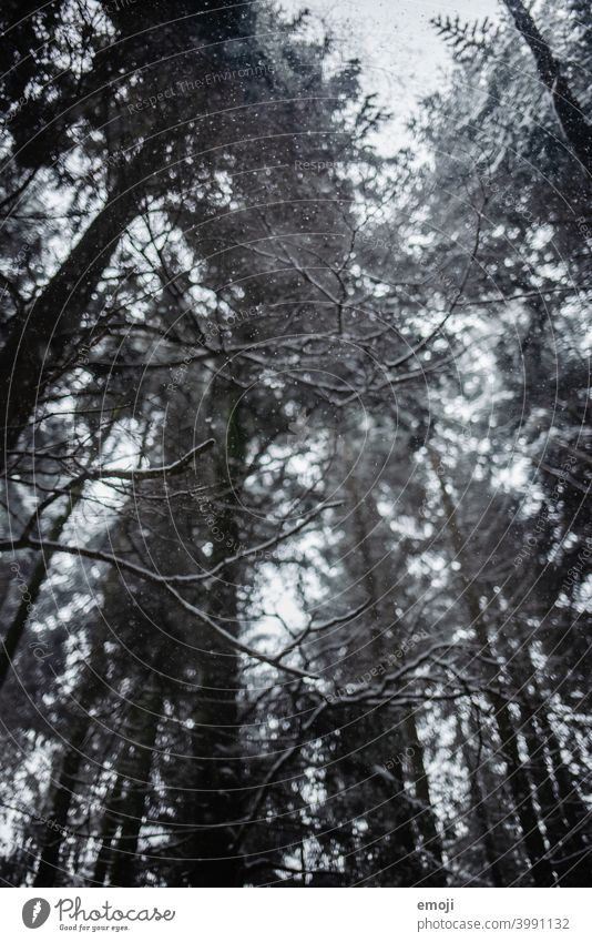 Snowflakes in the forest in winter Winter Gray Gloomy White Cold chill somber Forest Tree snowflakes bokeh Snowfall Rain