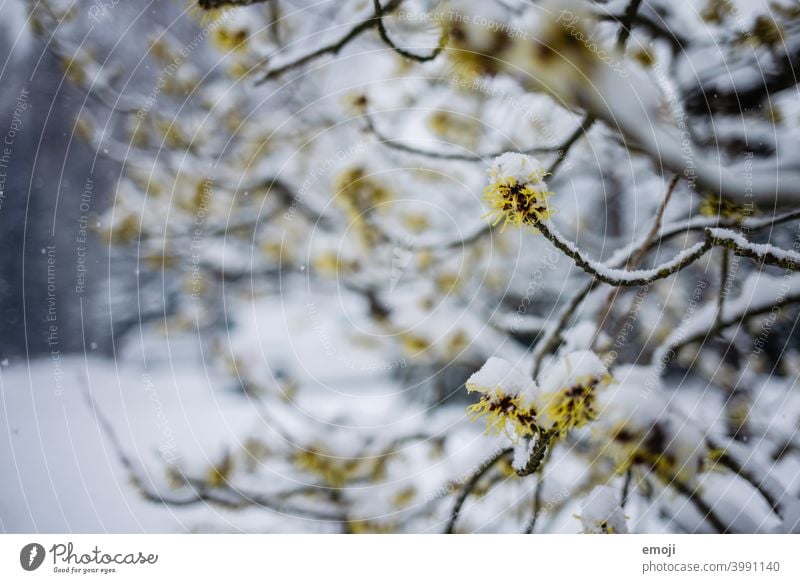 flowering tree with snow Winter Snow Gray White Cold chill snowflakes bokeh Snowfall blurred blurriness focus blossom Early spring onset of winter