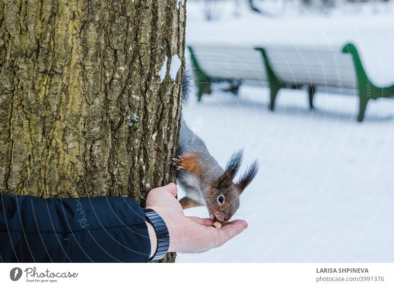 Curious squirrel sits on tree and eats nuts from hand in winter snowy park. Winter color of animal. curious wild nature wildlife cute forest rodent funny fluffy