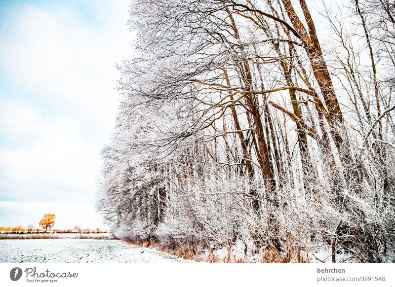 pollinated Winter forest Sunlight Snowfall White Calm Environment Nature Meadow Field Forest Sky Landscape Frost trees winter landscape Cold chill Freeze