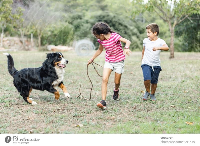 Two kids running and playing with a Mountain Dog active animal attractive bernese border collie care casual attire caucasian cheerful child childhood children