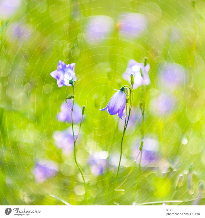 bell blues Nature Plant Summer Beautiful weather Flower Blossom Wild plant Bluebell Calyx Environment Garden Violet Green Blur Delicate Colour photo