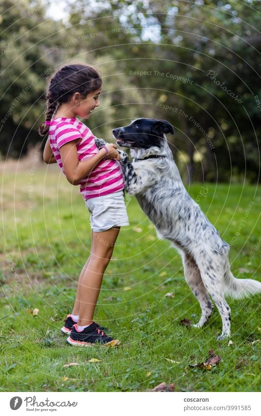 Young girl with a border collie on a field activity animal background beautiful blond caucasian caucasian girl child childhood children cute dog family female