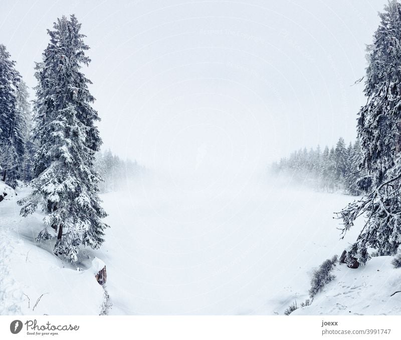 Firs in winter landscape with penetrating fog Landscape Winter Snow chill fir forest Lake frozen over Snail Fog Exterior shot Tree Nature Forest Environment