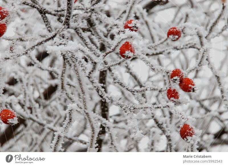Rose hips covered in frost against a wintry white scenery rose hips winter scenery seasonal switch copy space medicinal plants healthy herbal cold outdoor