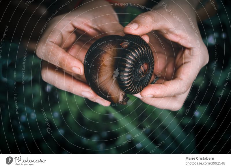 Hands holding a millipede and a snail showing concept of harmony with nature and earth connection togetherness earth day ecology humanity kindness