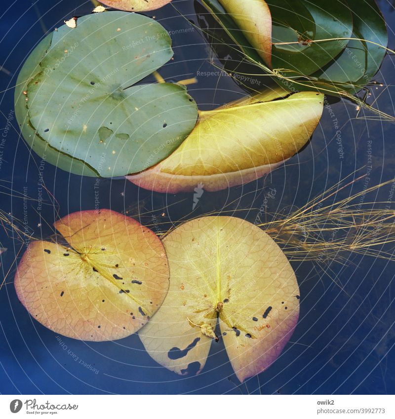 bargain Water Surface of water tranquillity Idyll Plant Lakeside Deserted Colour photo leaves lotus Lotus Lotus Leaves Aquatic plant Water lily pads Nature