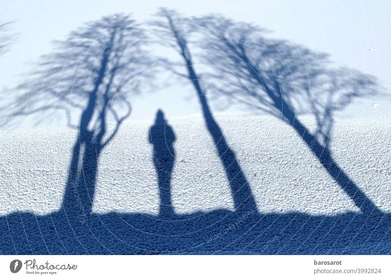 Under the protection of the Community fellowship Tree trunk Protection Rooted Winter Shadow play Visual spectacle Nature Lake Ice age
