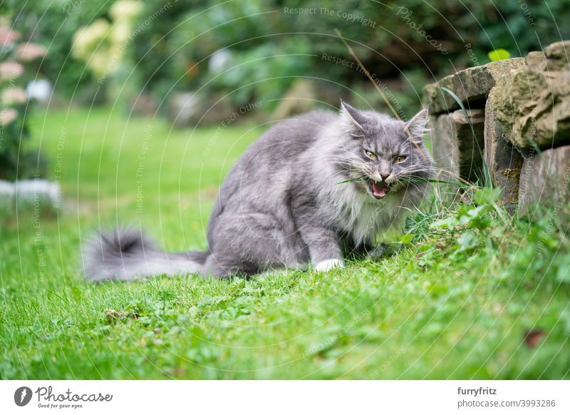 cat eating grass outdoors in garden front or backyard lawn chewing blade of grass funny face gray green blue tabby maine coon cat