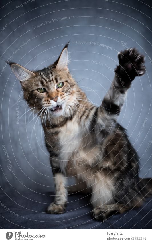 playing maine coon cat raising paw beautiful studio shot fluffy fur feline gray one animal indoors tabby ear tuft tassel long aggression playful open mouth