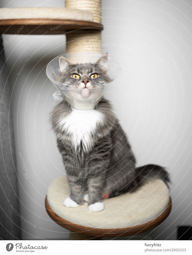cat wearing cone protection after surgery maine coon cat scratching post sisal gray blue tabby sitting displeased unhappy dislike cat cone injured illness