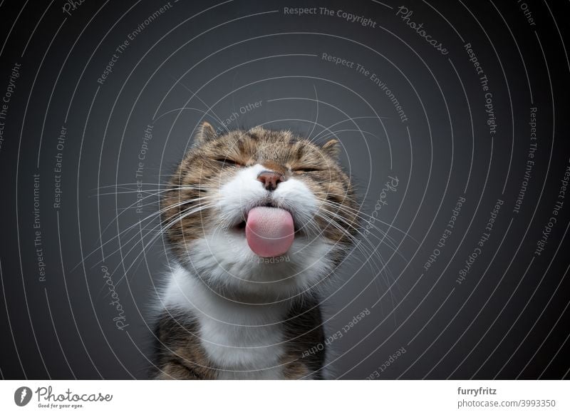 funny cat sticking out tongue licking glass cleaning window glass table cute adorable beautiful whisker cat's tongue papillae hungry british shorthair cat tabby