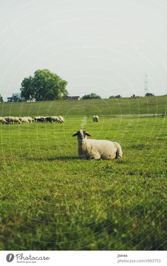 sheep in the country Green Sheep Herd Grass Sky Field cute blurred tart Meadow Willow tree Llama Summer Spring North observantly Animal Landscape out