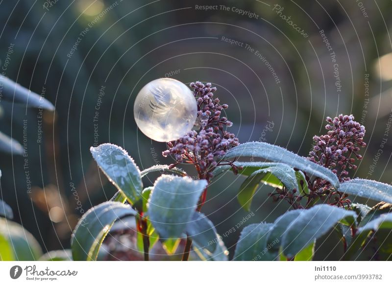 Soap bubble with ice crystals hangs on flower bud of skimmia Winter Frost Frozen Crystal winter fun Light Beautiful weather Garden Skimmie Bud leaves Hoar frost