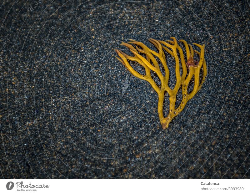 A washed up yellow seaweed lies on the dark sand Nature alga Seaweed Sand Beach Washed up Wet Lie flora Plant Ocean Water Day daylight Autumn Yellow Black Dark