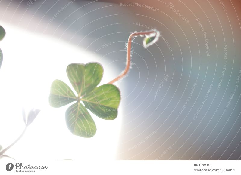 new cloverleaf comes Clover cloverleaves four Four-leaved Plant Happy