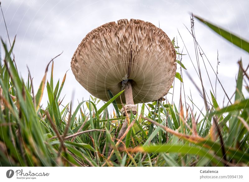A giant parasol in the meadow from the frog's perspective Nature Plant Grass blades of grass Meadow Mushroom slats wax Flourish Sky Clouds Day daylight Summer