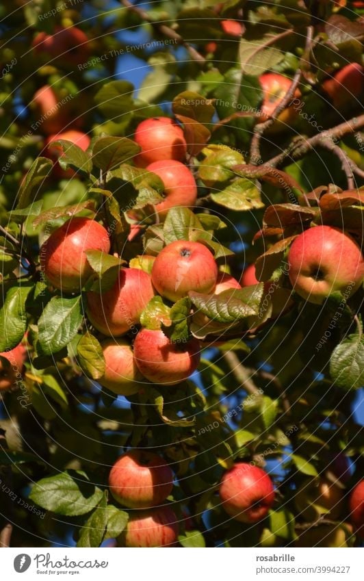 Apples in | green, yellow, red apples Apple tree Mature Delicious Fruit Harvest reap Summer Tree Yellow Orange Red luminescent Sunlight sunshine Brilliant