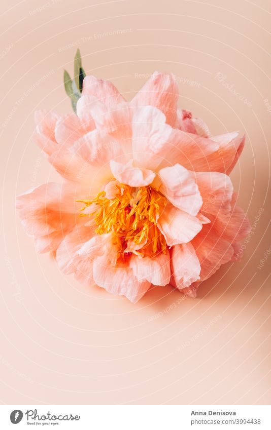 Amazingly beautiful pink Peony on light pink background. Card Concept, copy space for text peony bunch flower bouquet pastel floral petals wallpaper card