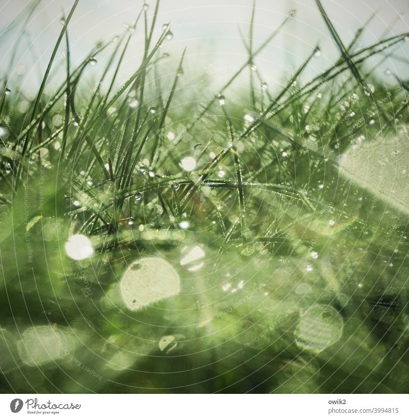 Wet carpet Meadow Close-up whirr morning light Fresh Near Hazy detail Colour photo Rain Plant Back-light Detail Water Blade of grass Deserted Small Spring hazy