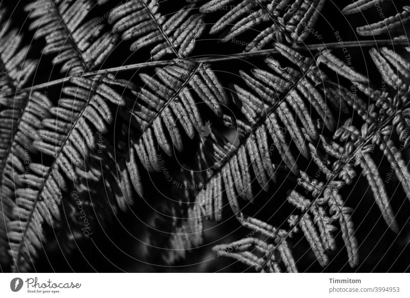 fern frond Fern Nature Plant Deserted Black & white photo Dark shine