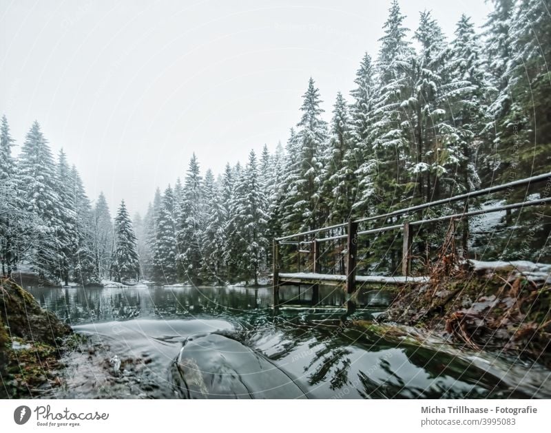 Forest lake in winter Pfanntalsteich oberhof Thuringia Thueringer Wald Lake Water Winter Snow Footbridge trees rail Reflections Nature Landscape Idyll
