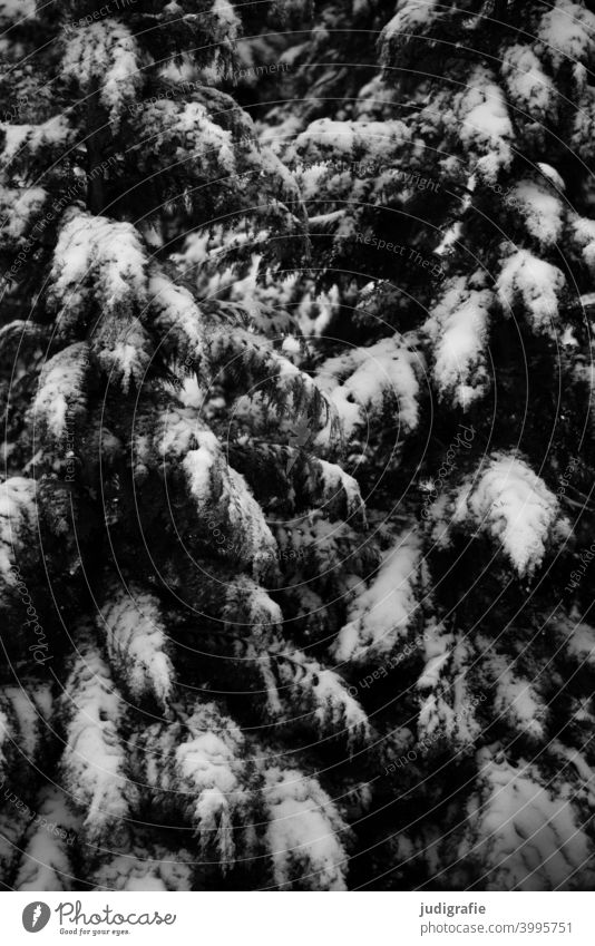 Winter in the backyard Snow trees Garden Fir tree Conifer Nature Cold Frost Black & white photo structures Frozen