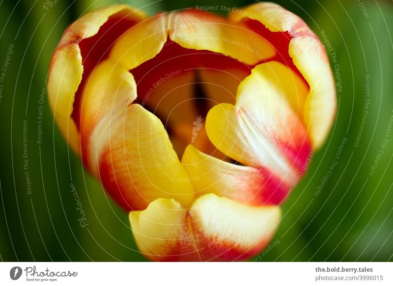 Tulip yellow-red Flower Blossom Red Yellow Green Plant Multicoloured Spring Colour photo Blossoming Day Interior shot Macro (Extreme close-up)