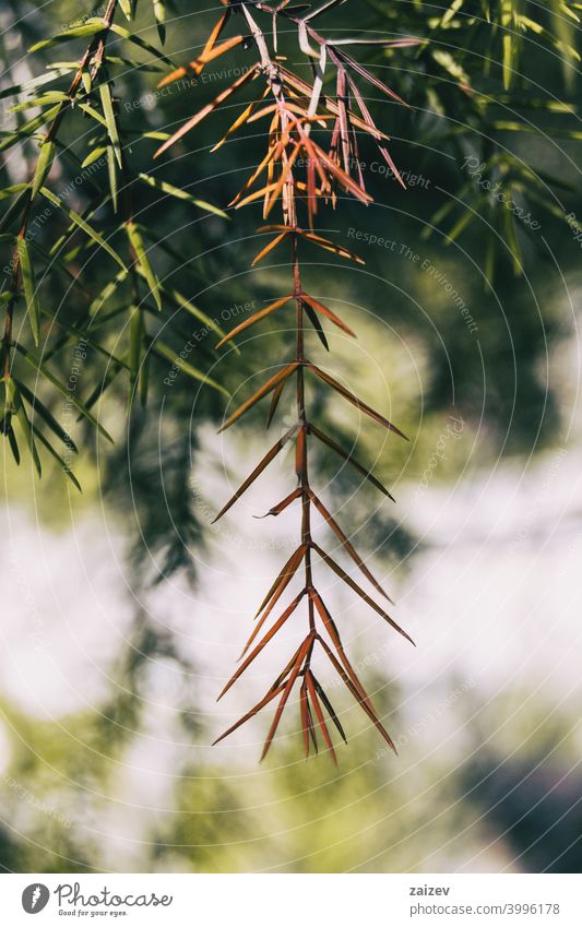 orange juniperus twig colours delicate ornamental needle abstract grow growth petals leaf green nature yellow cone evergreen foliage macro beauty color